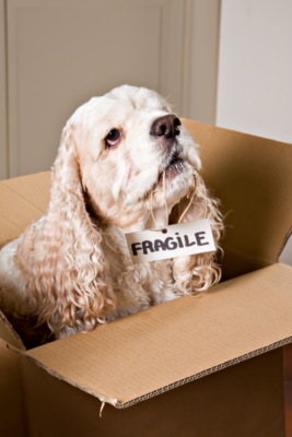 alt="Mistakes to Avoid While Moving with a Pet blog post